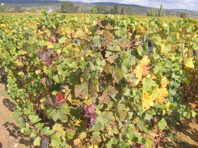 Pommard Pinot Noir Grapes, already harvested.